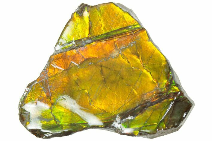 Iridescent Ammolite (Fossil Ammonite Shell) - Alberta #236439